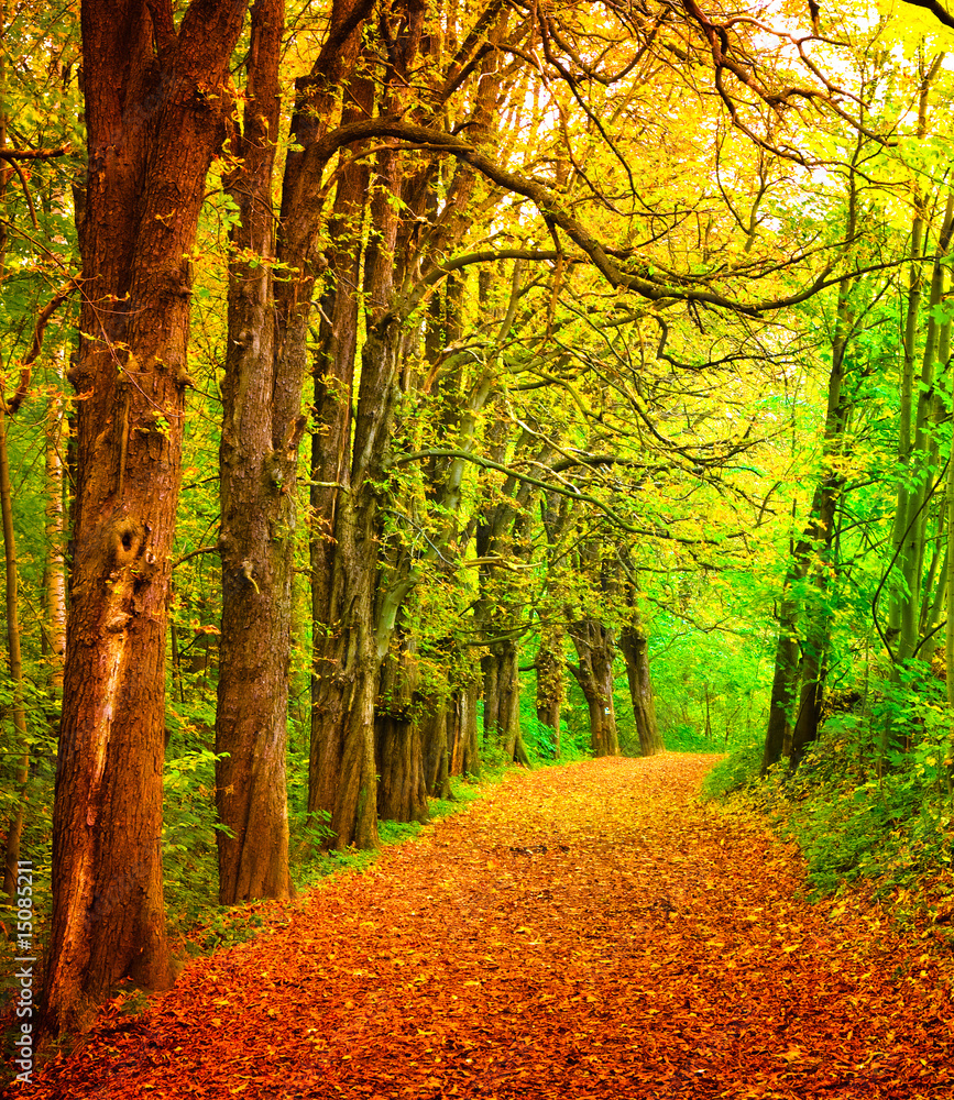 Fototapeta premium Forest path