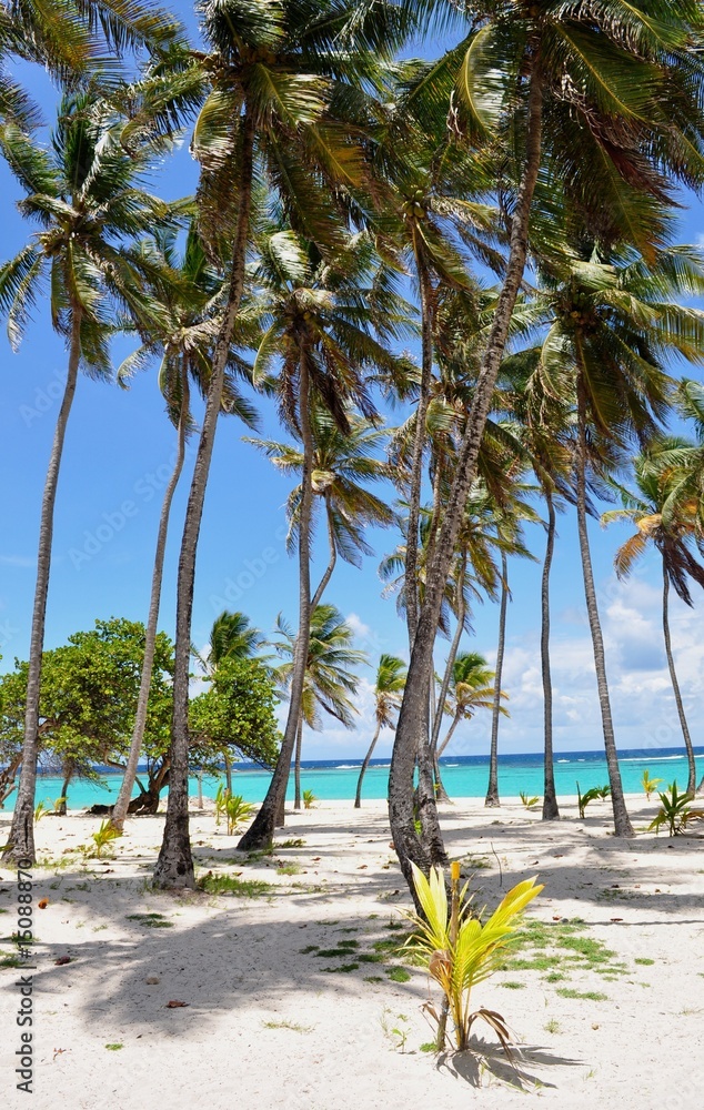 Fototapeta premium plage marie-galante