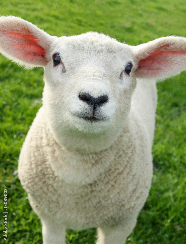 Spring Lamb