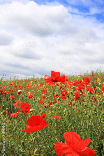Poppies and Rape Seed