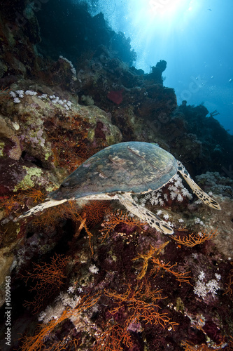 ocean, sun and hawksbill turtle