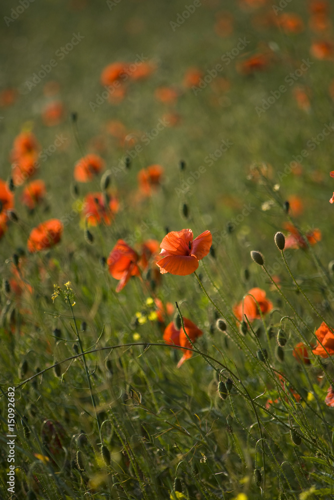 Obraz premium Flowerbed