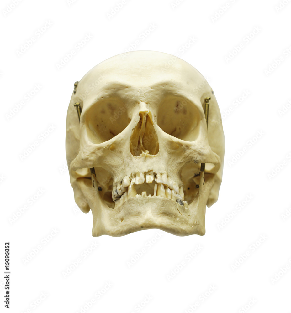 Obraz premium Human scull