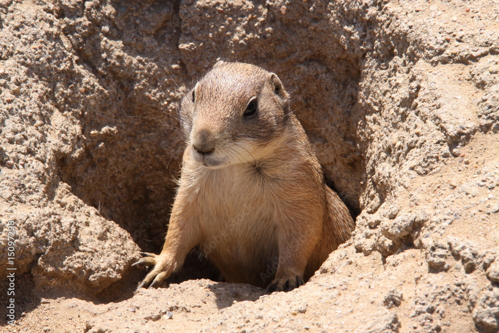 Süßer Präriehund in Nahaufnahme