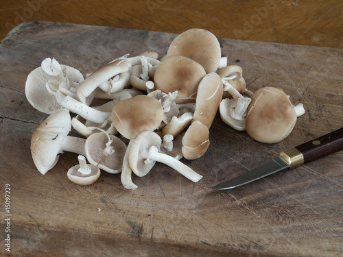 Foto Des champignons pholiote du peuplier prêts à être cuisinés