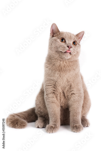 British Shorthaired Cat