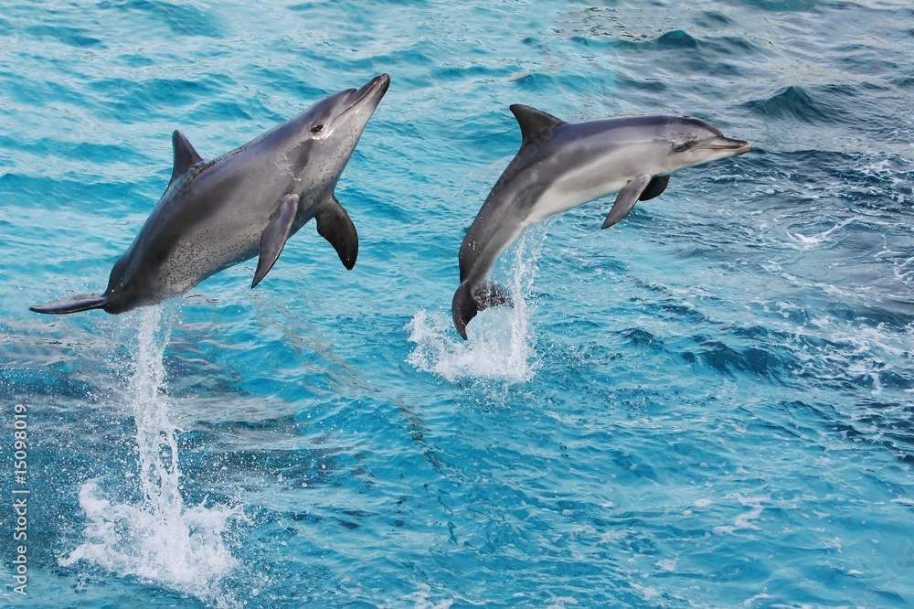 Fototapeta premium Dolphins Jumping