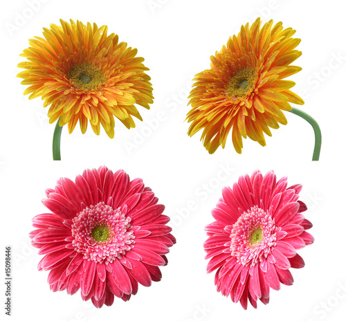 isolated pink yellow and orange gerbera flowers set