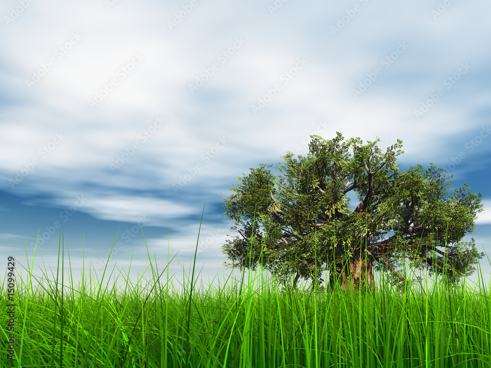 Obraz premium 3d green grass, a blue sky with a natural old baobab tree