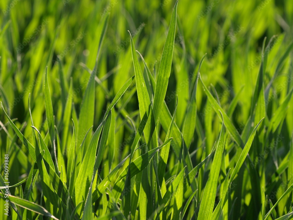 Obraz premium frisches Gras