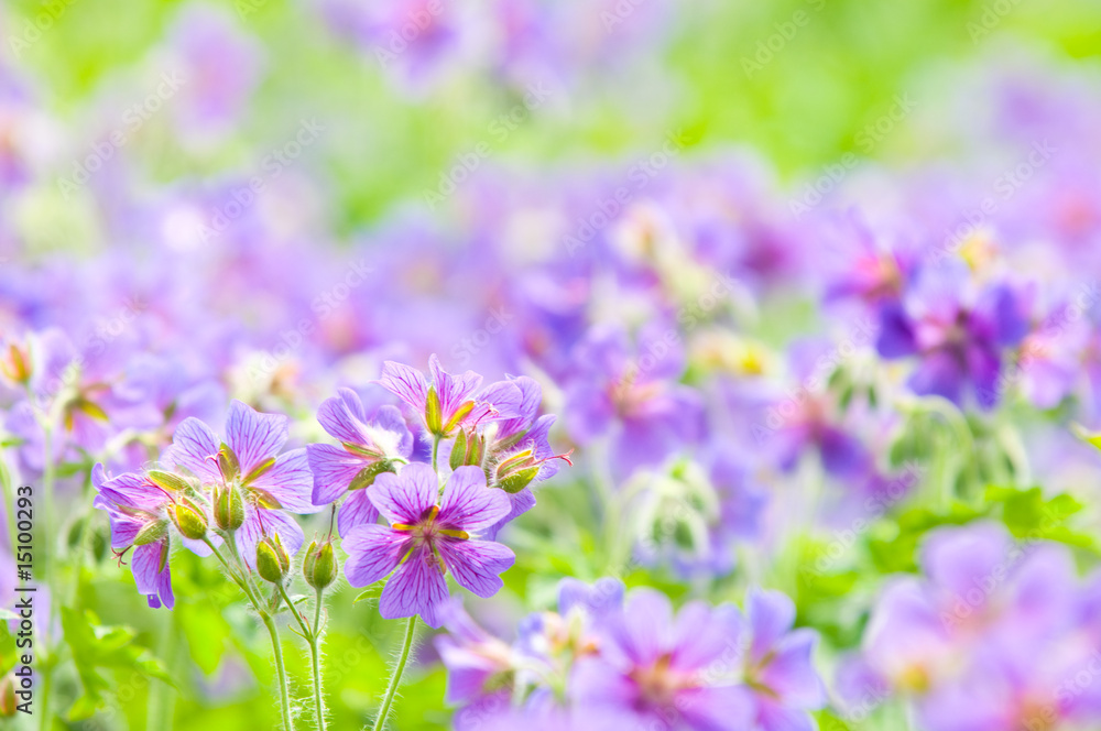 Fototapeta premium early summer flowering geranium by the name of gravetye