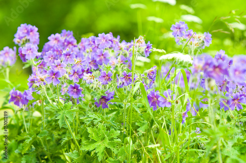 early summer flowering geranium by the name of gravetye