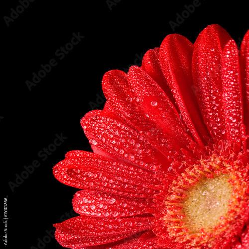 gerbera flower #15101266