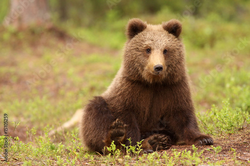 Cute little brown bear sitting and looking at you