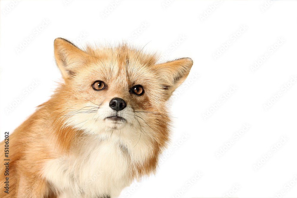 Curious Fox