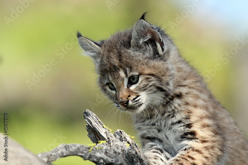 Bobcat Kitten