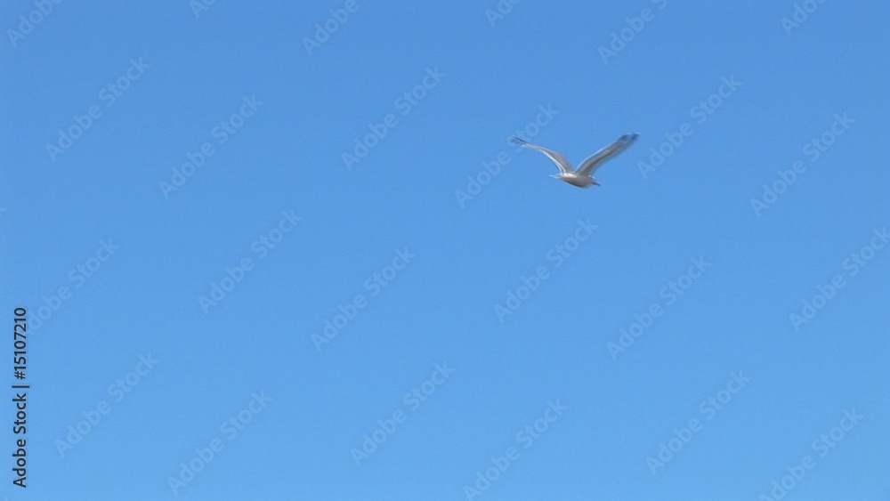 Seagull flies in the sky over the sea Seagull flies in the sky over the sea