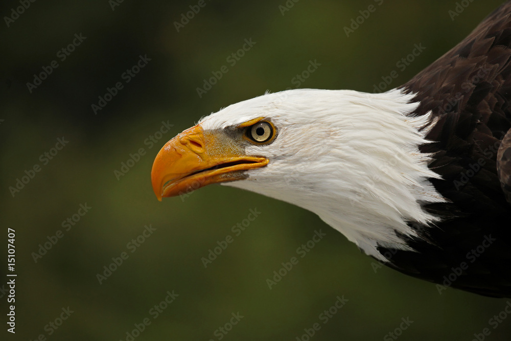 Eagle Pride Eagle Pride