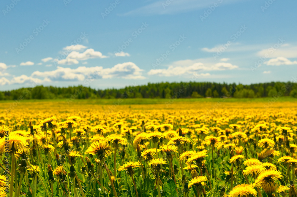 dandelion field and blue sky