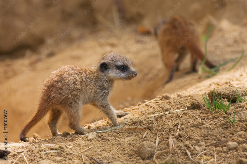 Fototapeta premium Erdmännchen-Baby