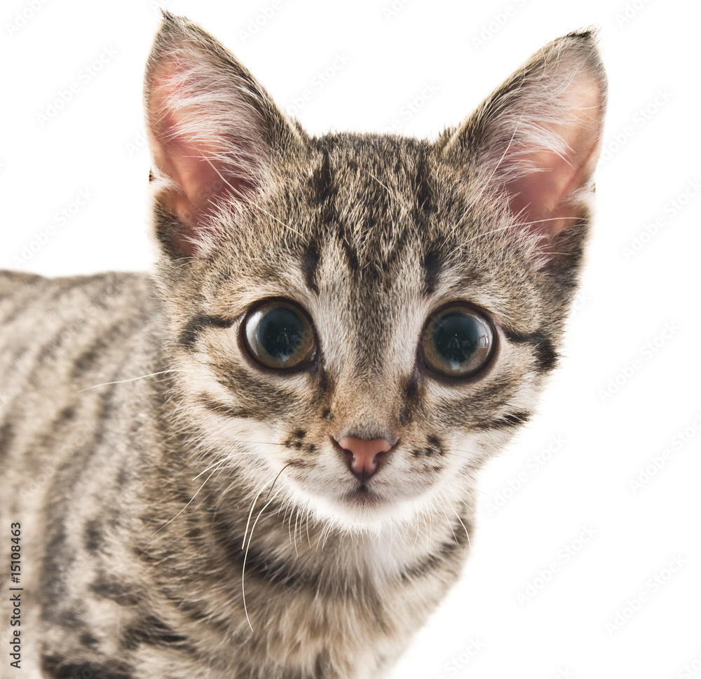 Obraz premium Kitten