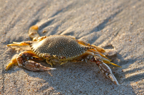 Sand crab © coolcat55