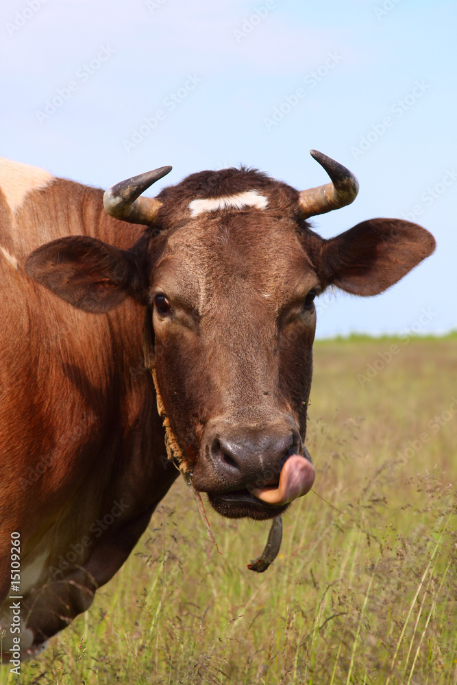 Cow at the meadow Cow at the meadow