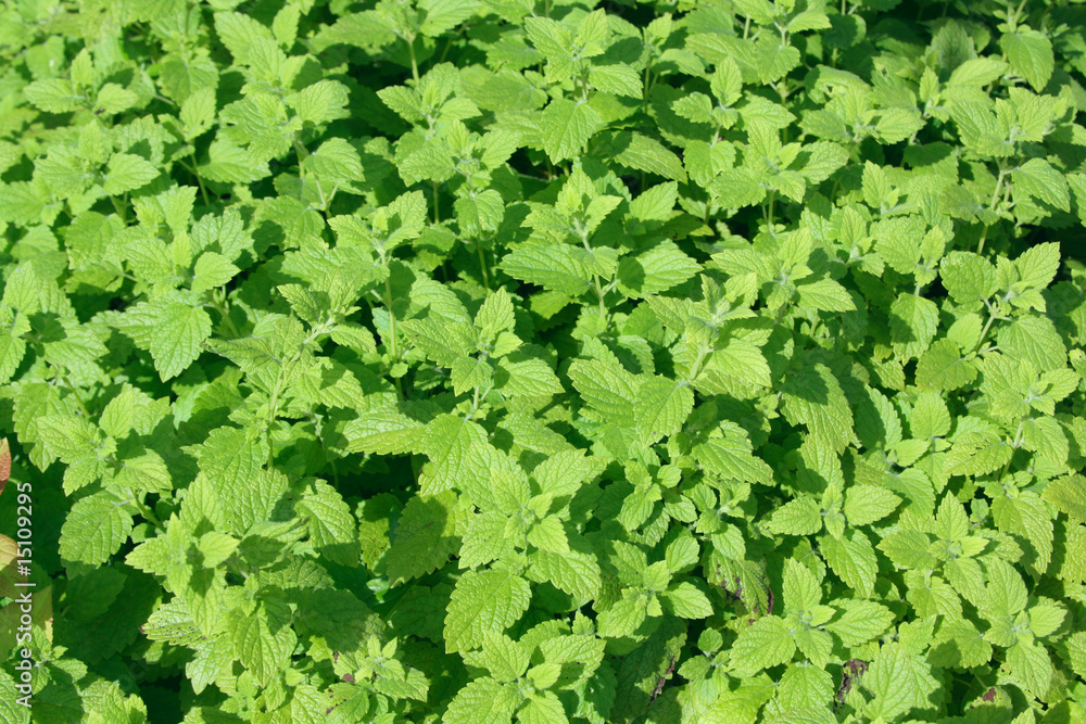 Obraz premium Fresh green peppermint leaves