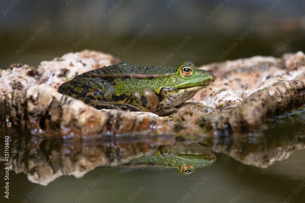 Fototapeta premium Teichfrosch auf Kork II