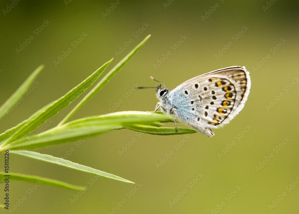 Obraz premium butterfly