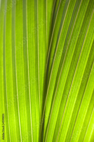 Palmtree leaf