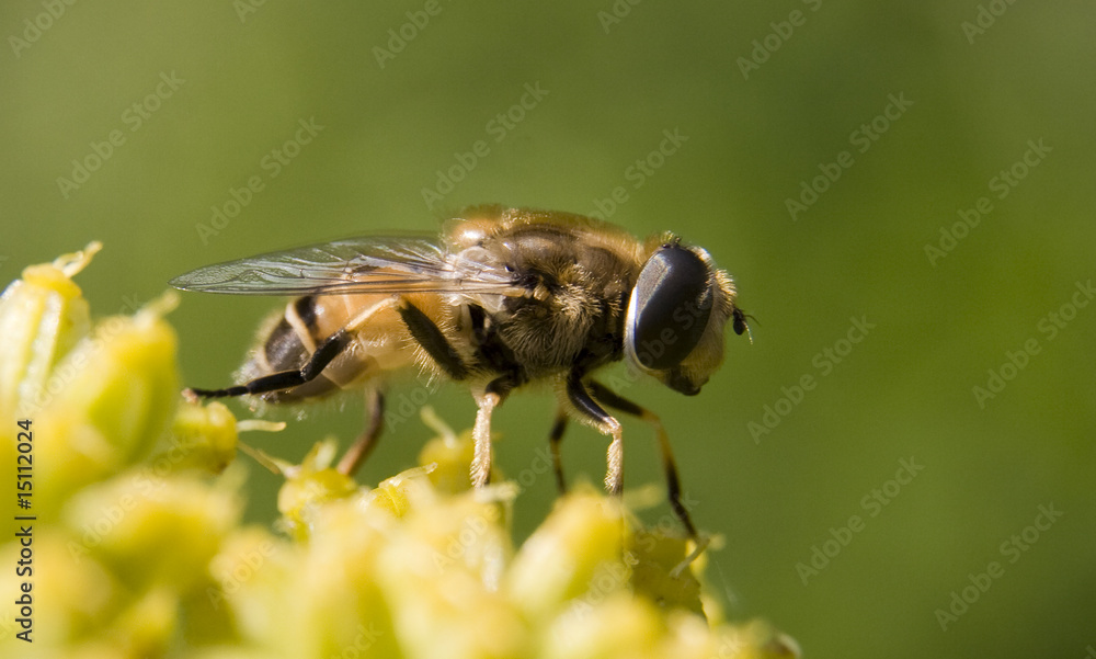 Naklejka premium Bee on flower