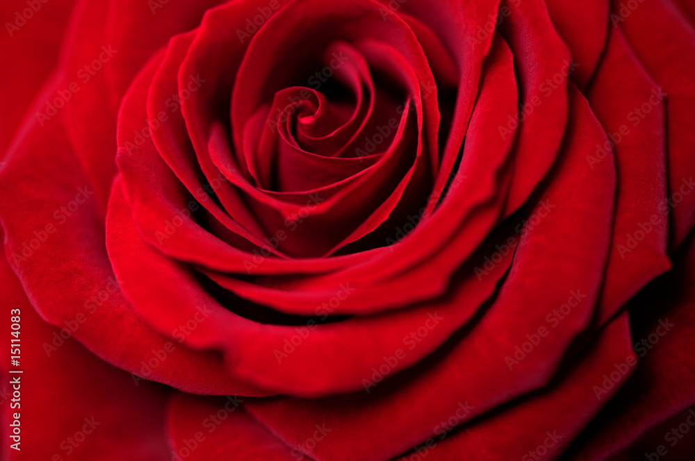 Rote Rosenblüte, Symbol Liebe Rote Rosenblüte, Symbol Liebe