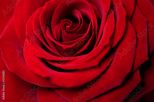 Rote Rosenbl  te  Symbol Liebe