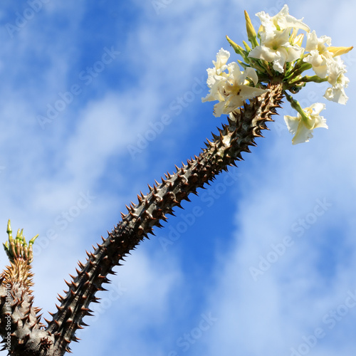 fleurs de pachypodium photo