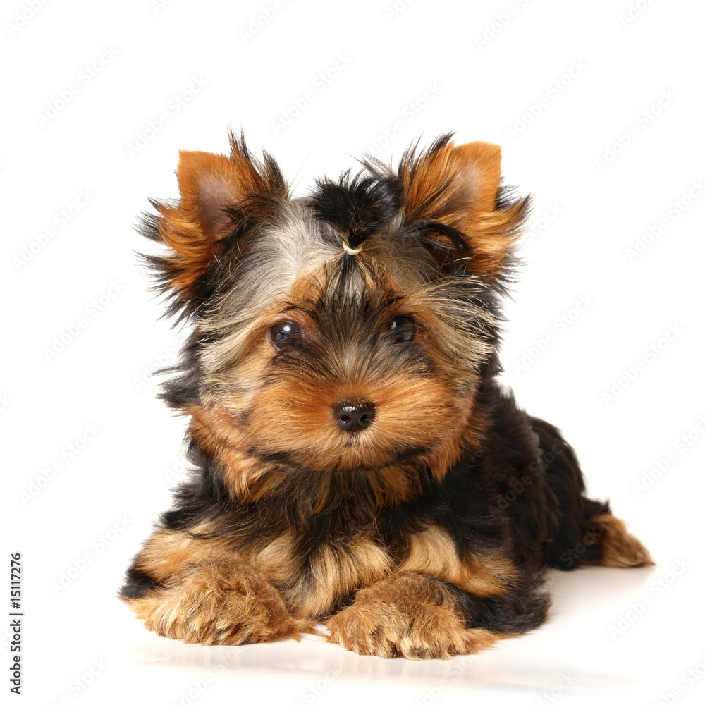 Puppy of the Yorkshire Terrier