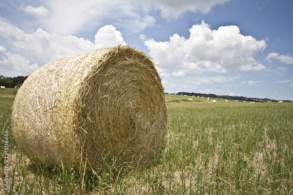 rotoballa di fieno nel prato