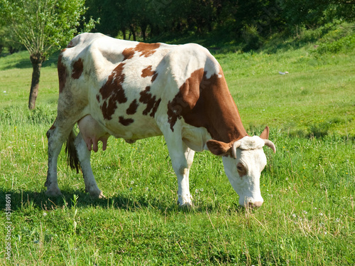 Brown and white cow