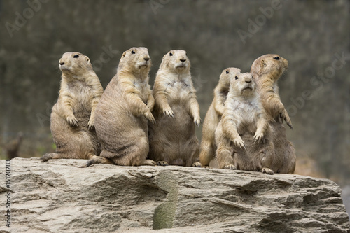 Prairie Dog Group _MG_8677