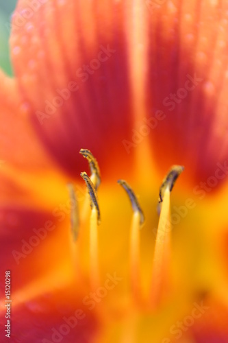 Lilienblütenstempel (hemerocallis) - Makro