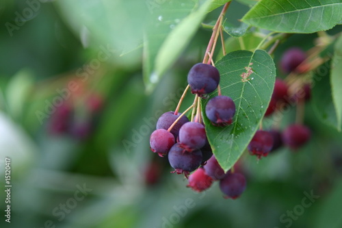 Felsenbirnen (Amelanchier)