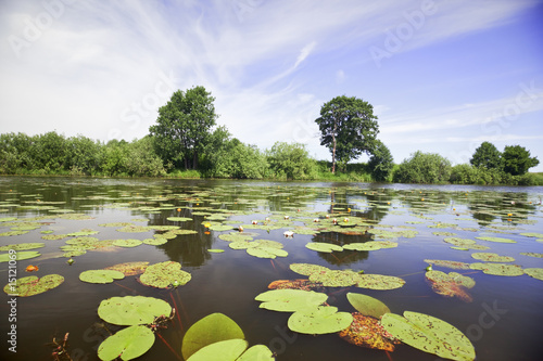 Fotografia Leaves of water-lilies on a pond
