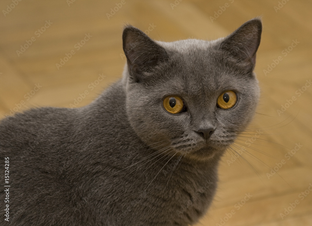 Portait of the Scottish pure breed cat with orange eyes