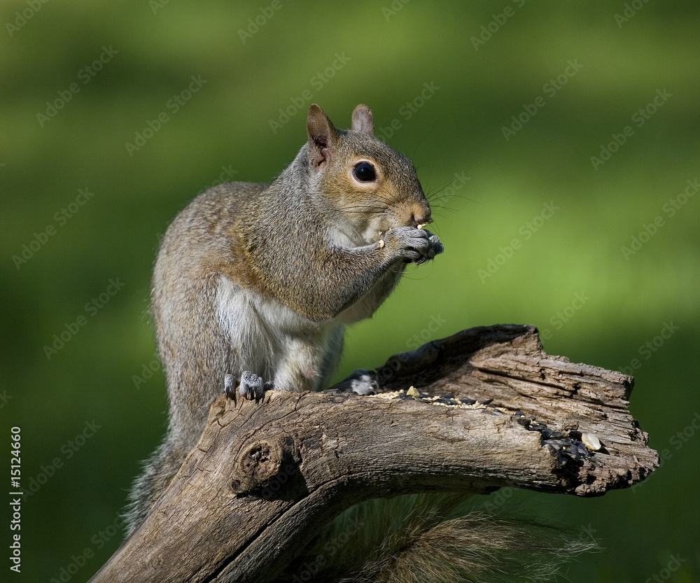 seed eating squirrel seed eating squirrel