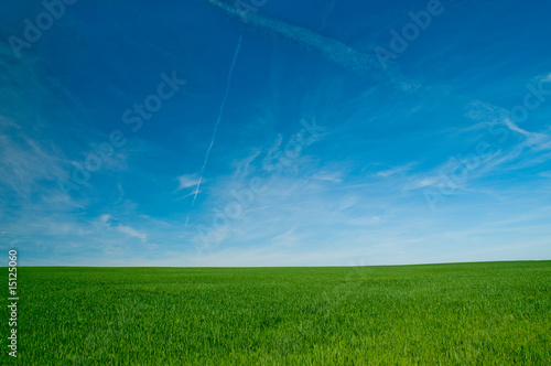 Landscape with green wheat and blue sky