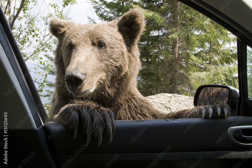 Fototapeta premium Wild Bear On My Car Window