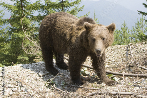 Wild Bear In The Forest