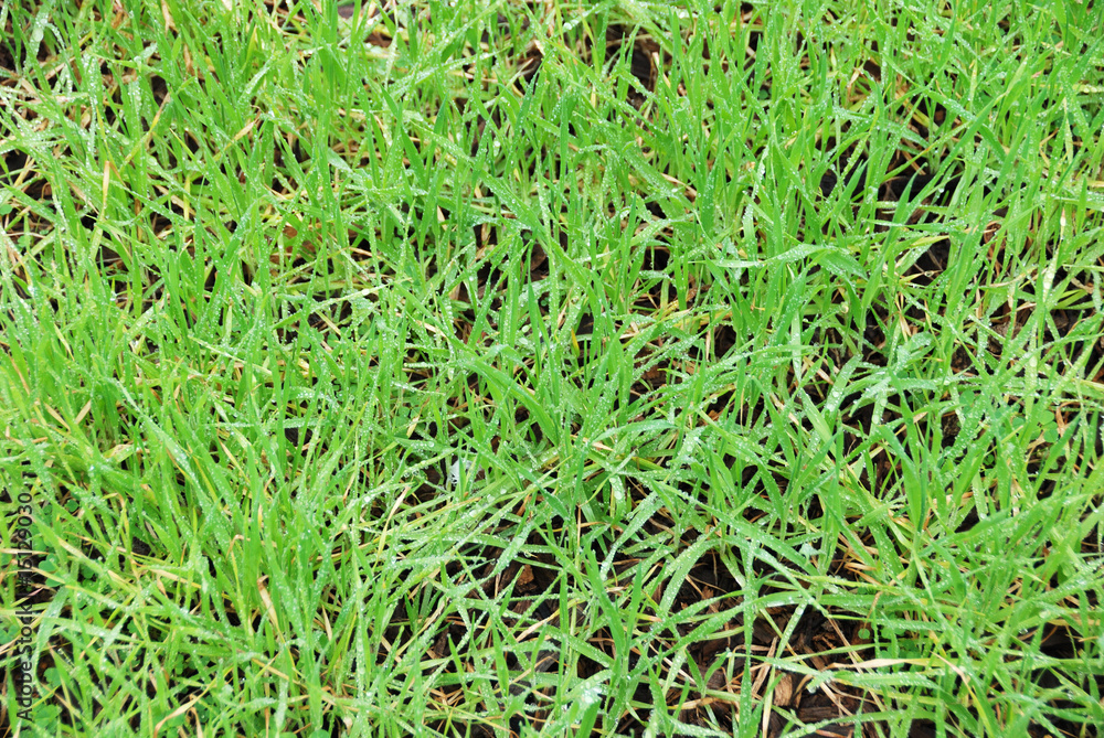 Wet Grass Background Wet Grass Background