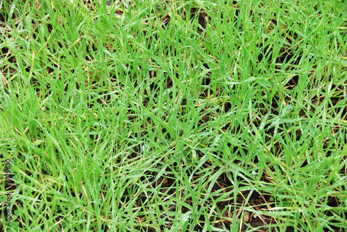 Wet Grass Background