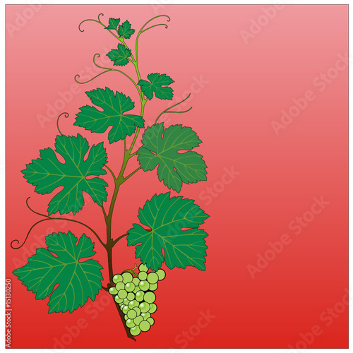 Weinrebe